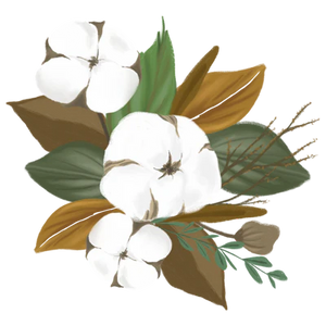 Cotton Illustration